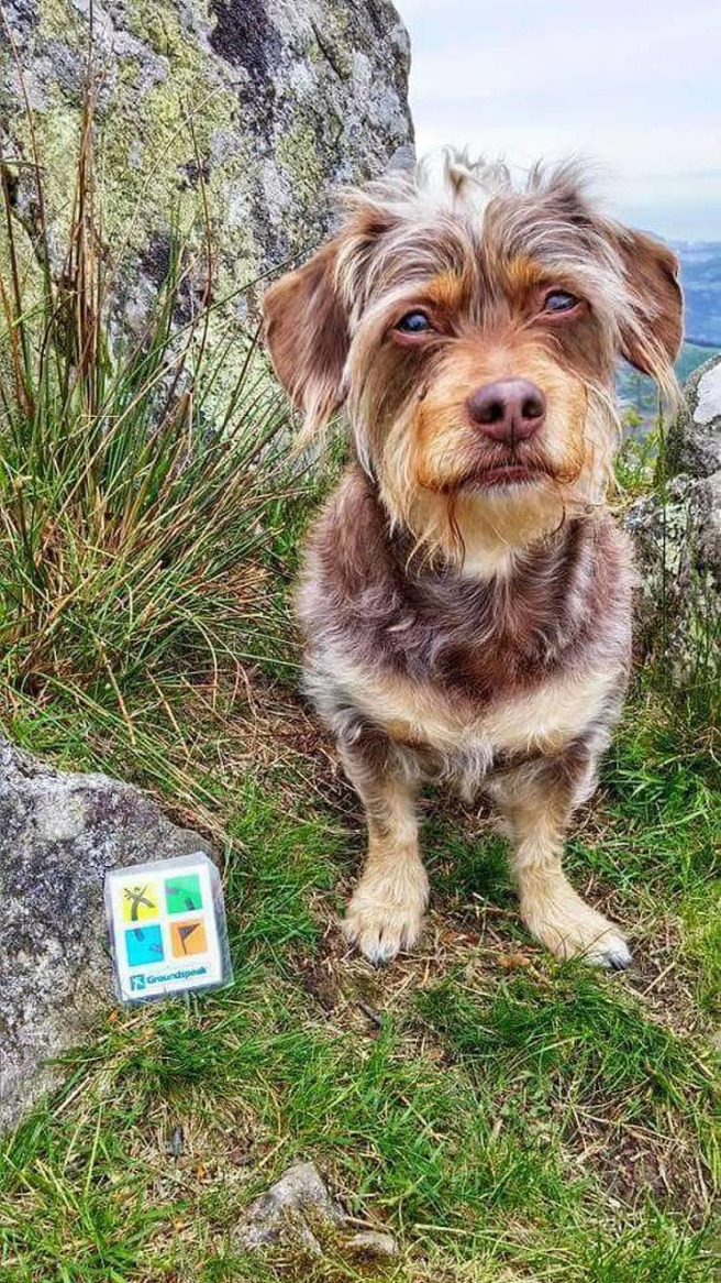 Geocaching-Hunde – Official Blog